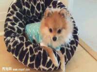 东明县奇乐复印部